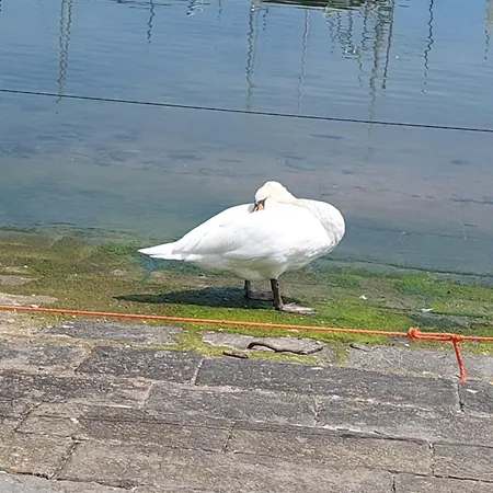 Angolino 公寓 圣雷默